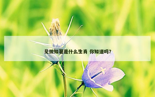 见微知著是什么生肖 你知道吗？