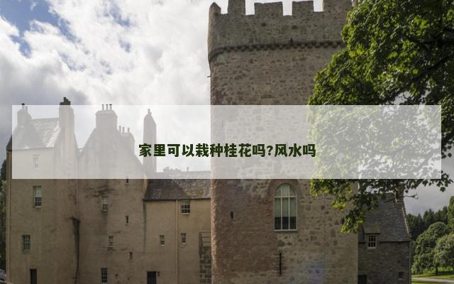 家里可以栽种桂花吗?风水吗