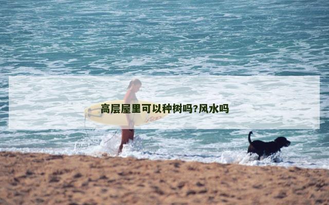 高层屋里可以种树吗?风水吗