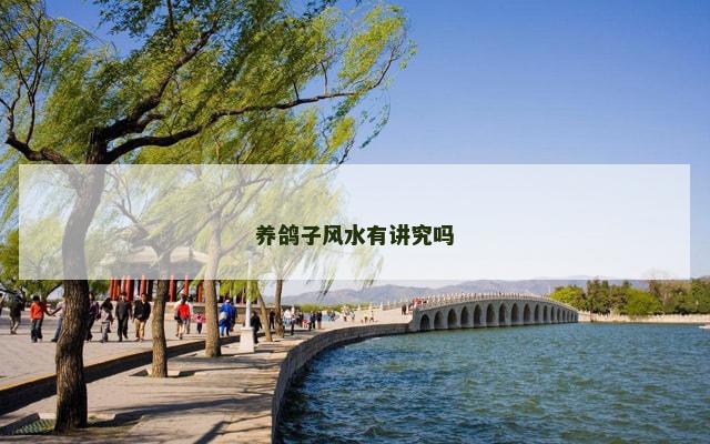 养鸽子风水有讲究吗