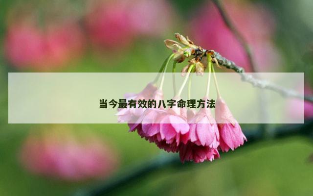 当今最有效的八字命理方法