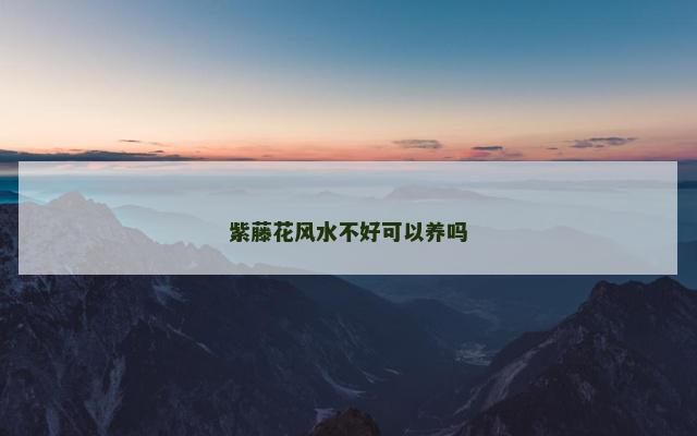 紫藤花风水不好可以养吗