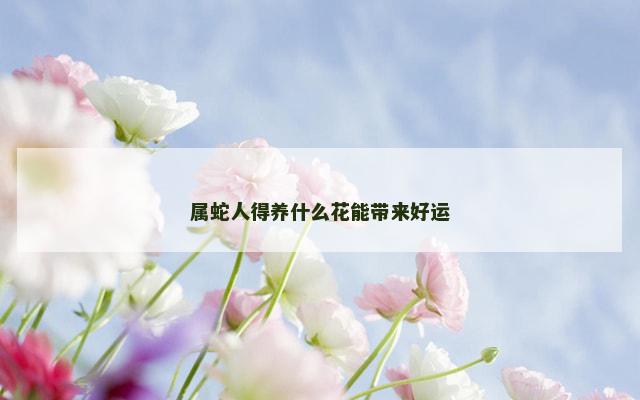 属蛇人得养什么花能带来好运