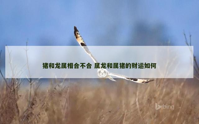 猪和龙属相合不合 属龙和属猪的财运如何