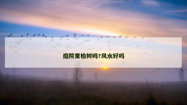 庭院里柏树吗?风水好吗