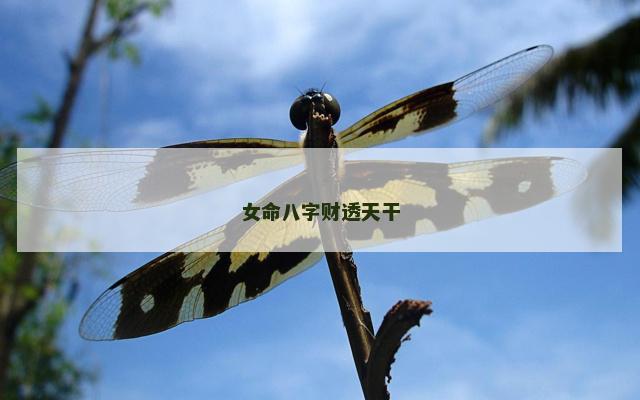 女命八字财透天干