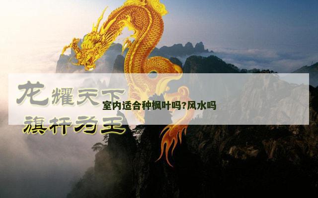 室内适合种枫叶吗?风水吗