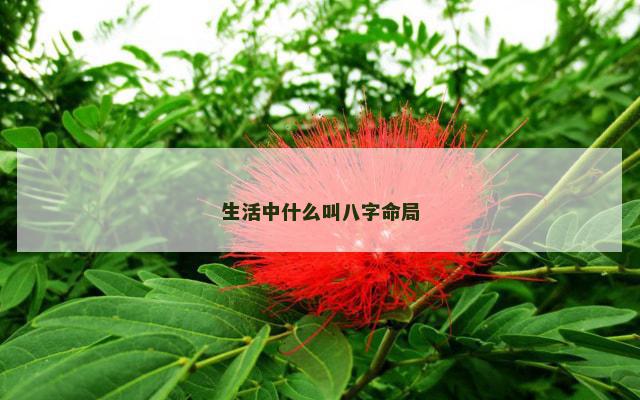 生活中什么叫八字命局