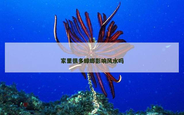 家里很多蟑螂影响风水吗