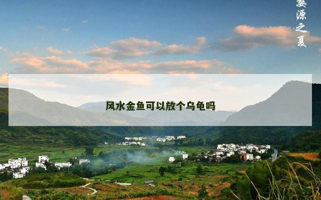 风水金鱼可以放个乌龟吗
