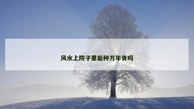 风水上院子里能种万年青吗