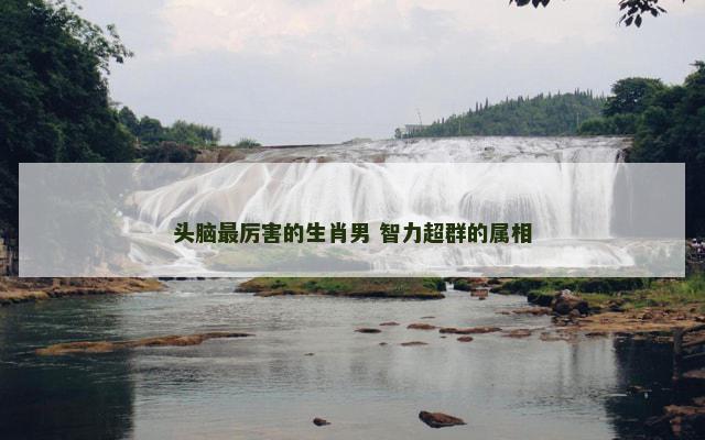 头脑最厉害的生肖男 智力超群的属相