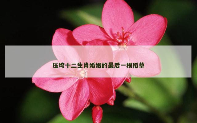 压垮十二生肖婚姻的最后一根稻草