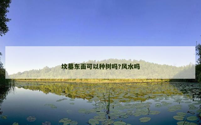 坟墓东面可以种树吗?风水吗