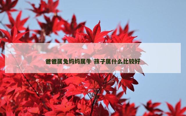 爸爸属兔妈妈属牛 孩子属什么比较好