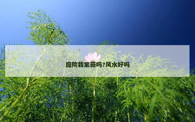 庭院栽紫薇吗?风水好吗