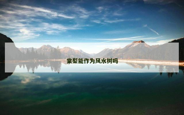 棠梨能作为风水树吗