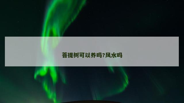 菩提树可以养吗?风水吗