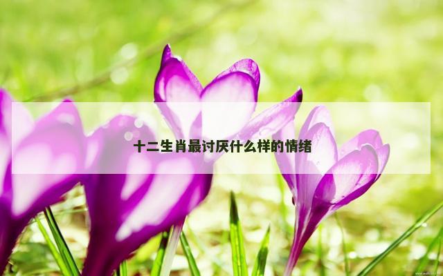 十二生肖最讨厌什么样的情绪