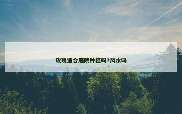 玫瑰适合庭院种植吗?风水吗