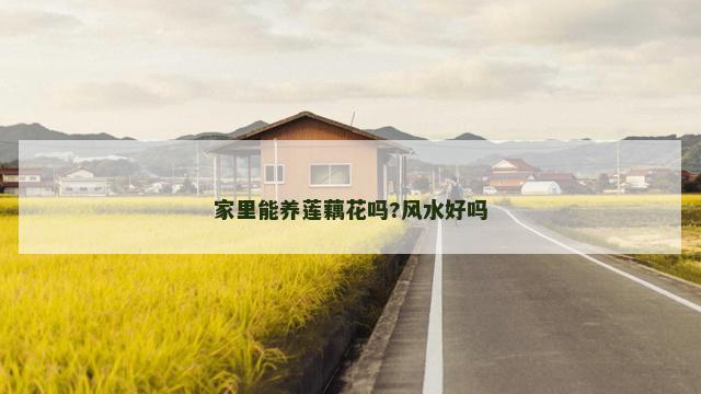 家里能养莲藕花吗?风水好吗