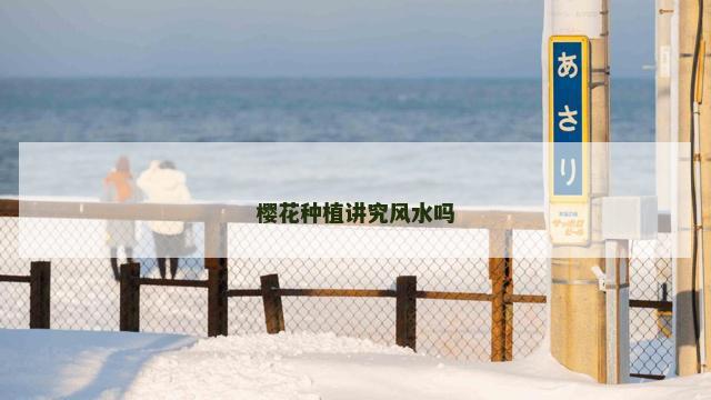 樱花种植讲究风水吗