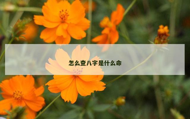 怎么查八字是什么命
