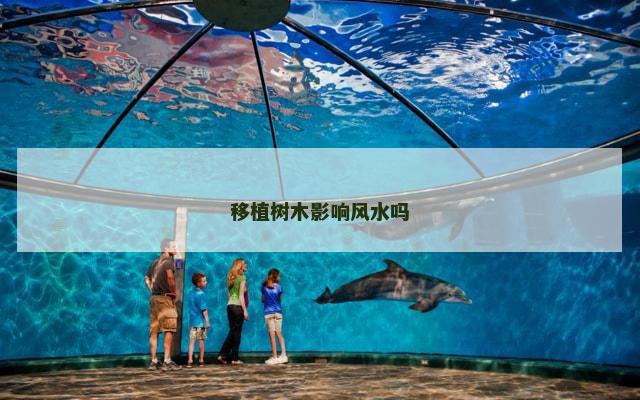 移植树木影响风水吗