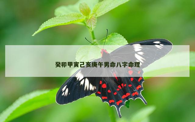 癸卯甲寅己亥庚午男命八字命理