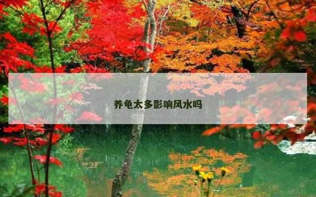 养龟太多影响风水吗