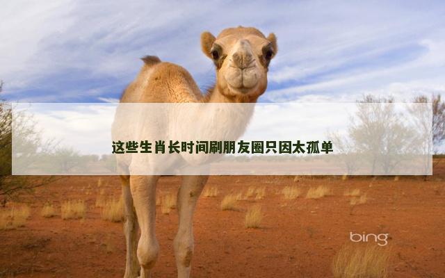 这些生肖长时间刷朋友圈只因太孤单