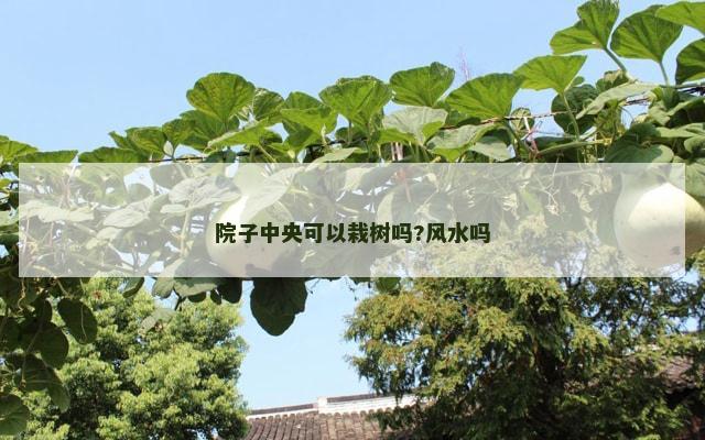 院子中央可以栽树吗?风水吗