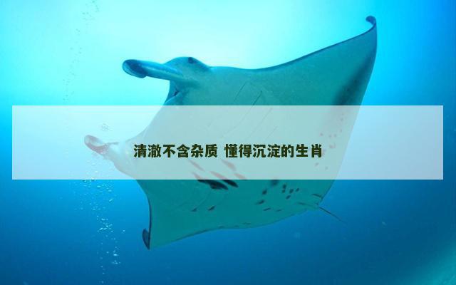 清澈不含杂质 懂得沉淀的生肖