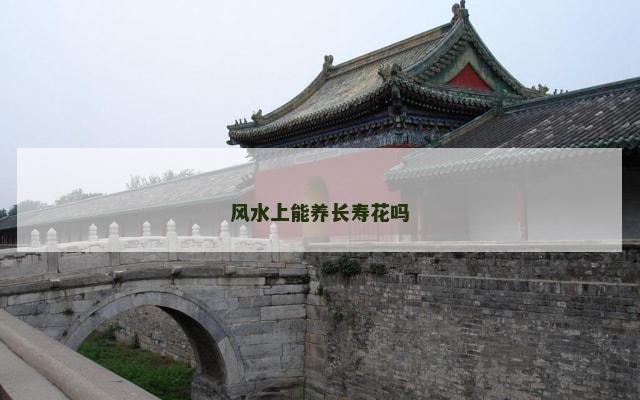 风水上能养长寿花吗