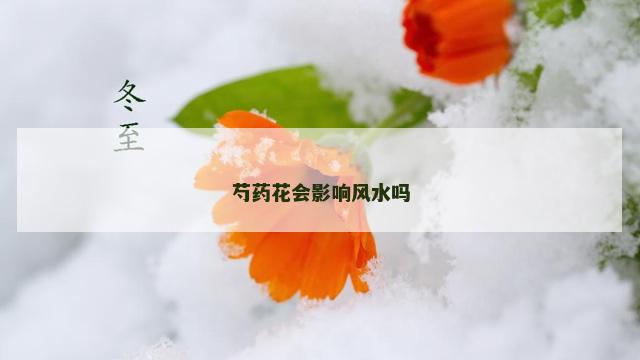 芍药花会影响风水吗