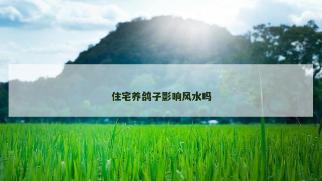 住宅养鸽子影响风水吗