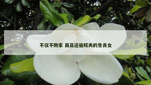 不仅不败家 而且还能旺夫的生肖女