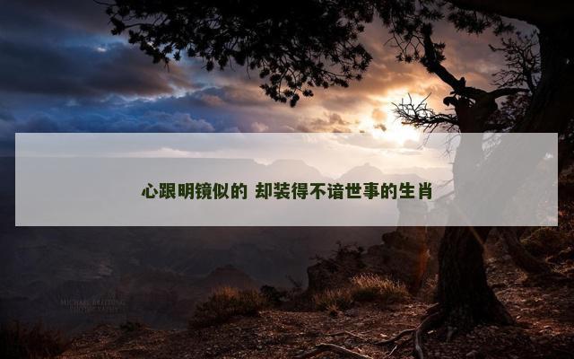 心跟明镜似的 却装得不谙世事的生肖