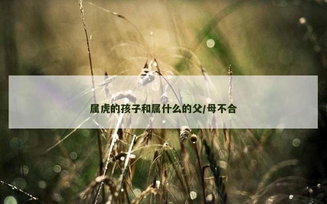 属虎的孩子和属什么的父/母不合